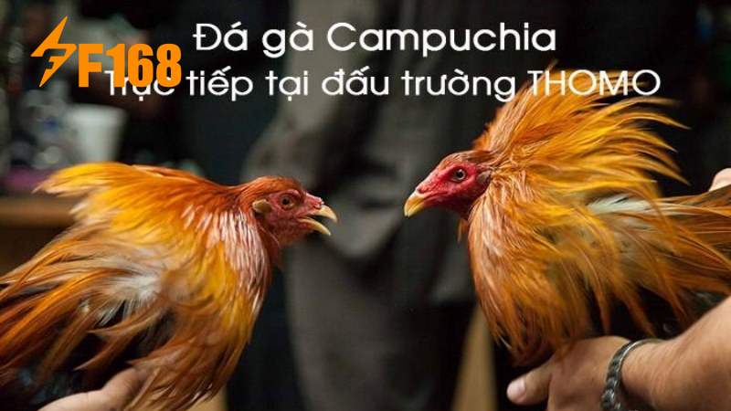 Theo dõi từng trận đấu đá gà trực tiếp từ Campuchia